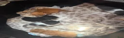 Mixed Breed cats for sale: 5 kittens for sale in Littlehampton - Advert 3