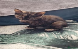British Longhair cats for sale: 9 weeks old kitten looking for loving home - Image 3