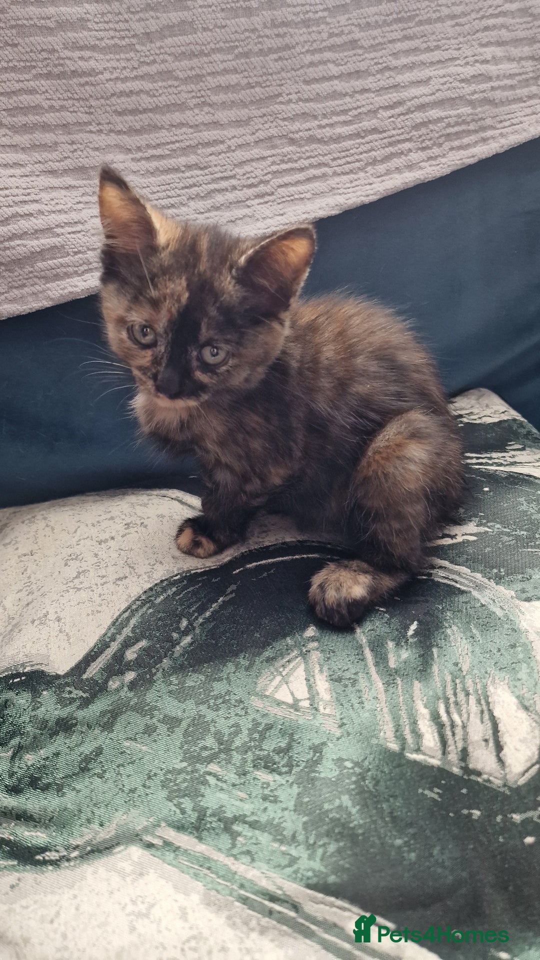 British Longhair cats for sale: 9 weeks old kitten looking for loving home - Image 3