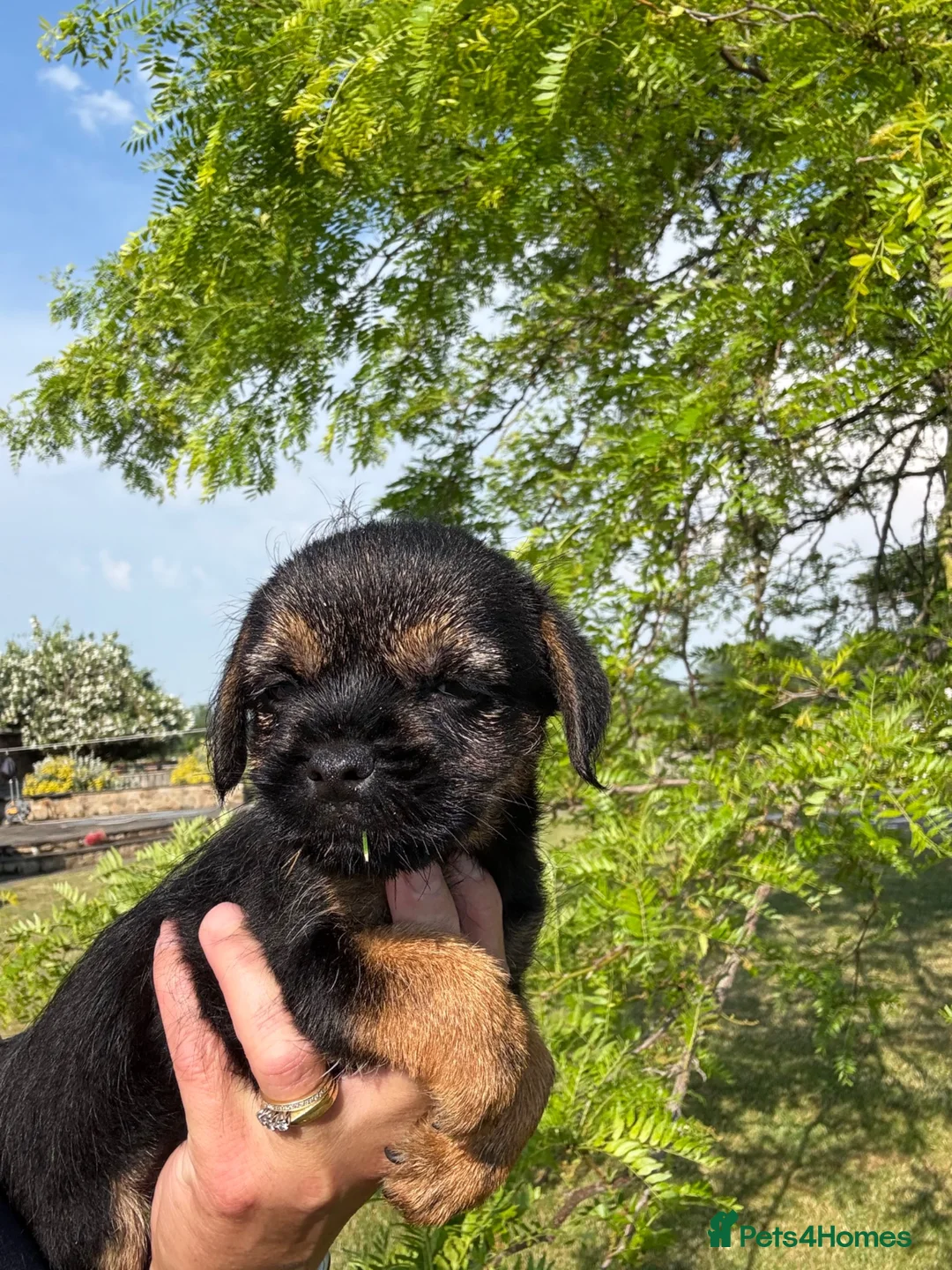 Border Terrier dogs for sale: 🧡 Fantastic KC Border Terriers 🧡 - Advert 24