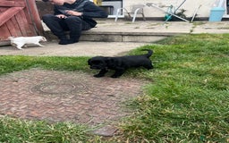 Cocker Spaniel dogs for sale: Merle Cocker Spaniel puppies 💖✨ - Image 9