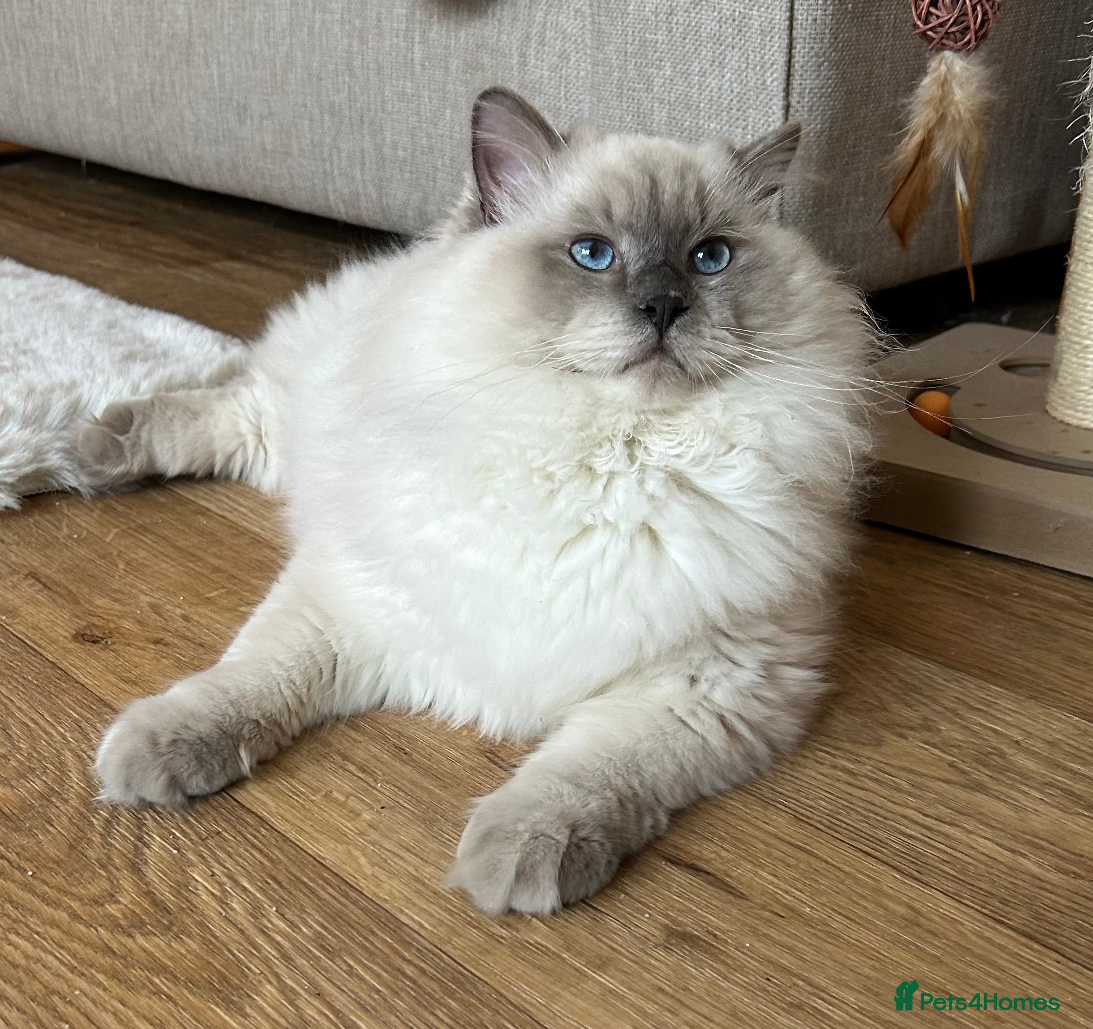 Ragdoll cats Chunky Cuddly Ragdoll Kitten DNA & Health Tested - Advert 4