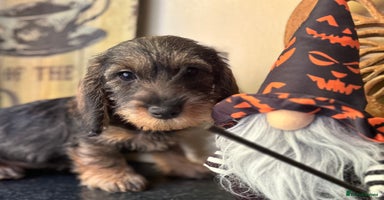 Dachshund dogs - Advert 1