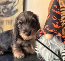 Dachshund dogs - Advert 1