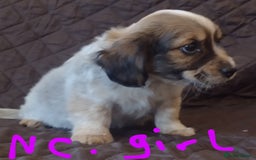 Jack Russell dogs for sale: Beautiful jack Russell puppies  - Image 17