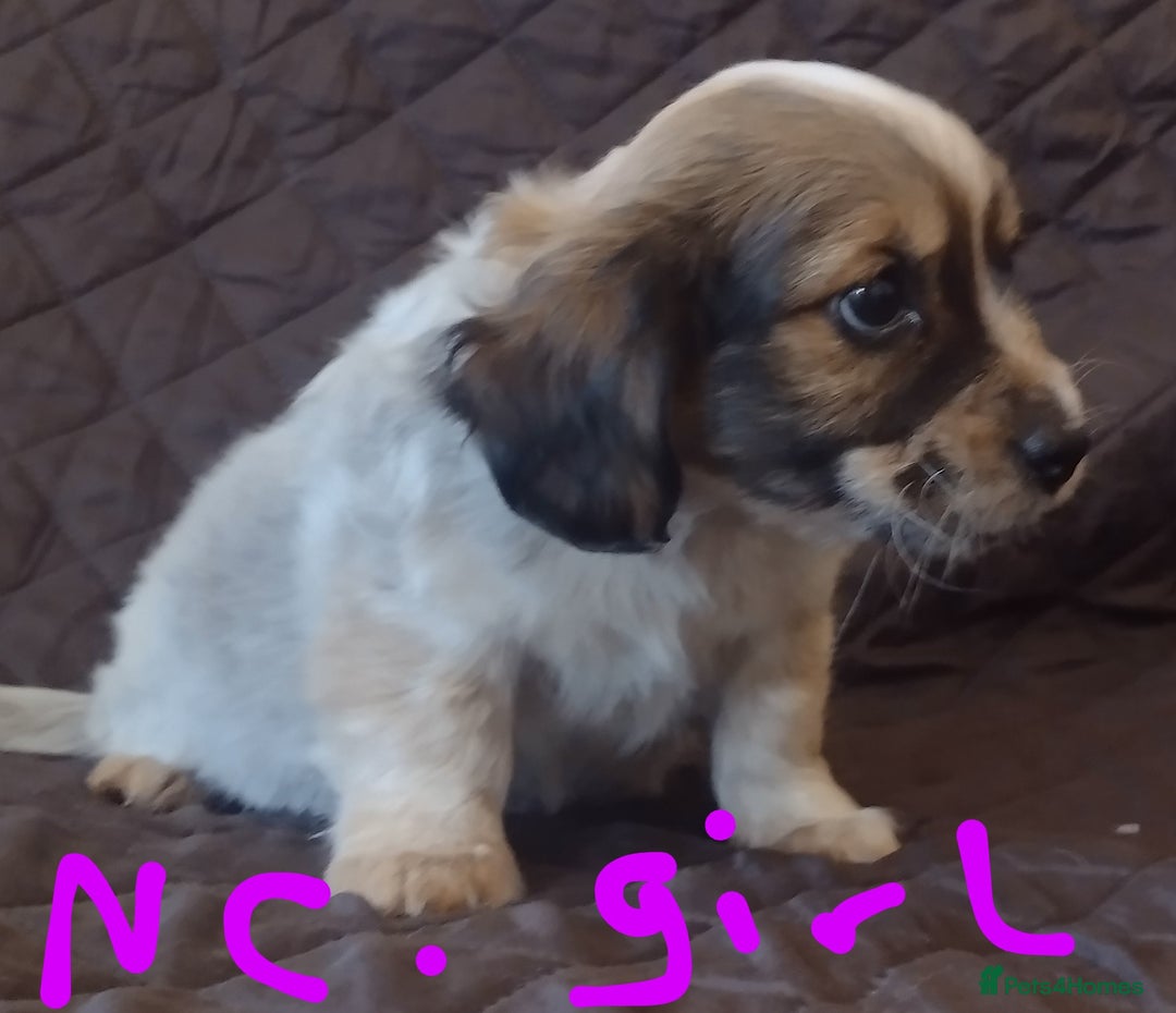 Jack Russell dogs for sale: Beautiful jack Russell puppies  - Image 17