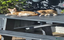 Mixed Breed cats for sale: 3 lovely and playful kittens  - Image 8