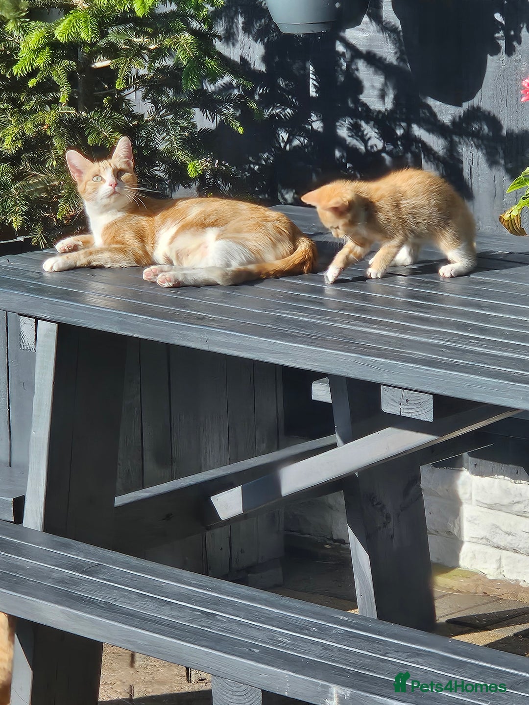 Mixed Breed cats for sale: 3 lovely and playful kittens  - Image 8