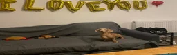 Miniature Dachshund dogs for sale: Miniature Dachshund Looking for Forever Home 🐾 in Newport - Advert 5