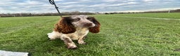 Cocker Spaniel dogs for sale: 1 kc cocker spaniel Bracken available  - Advert 2