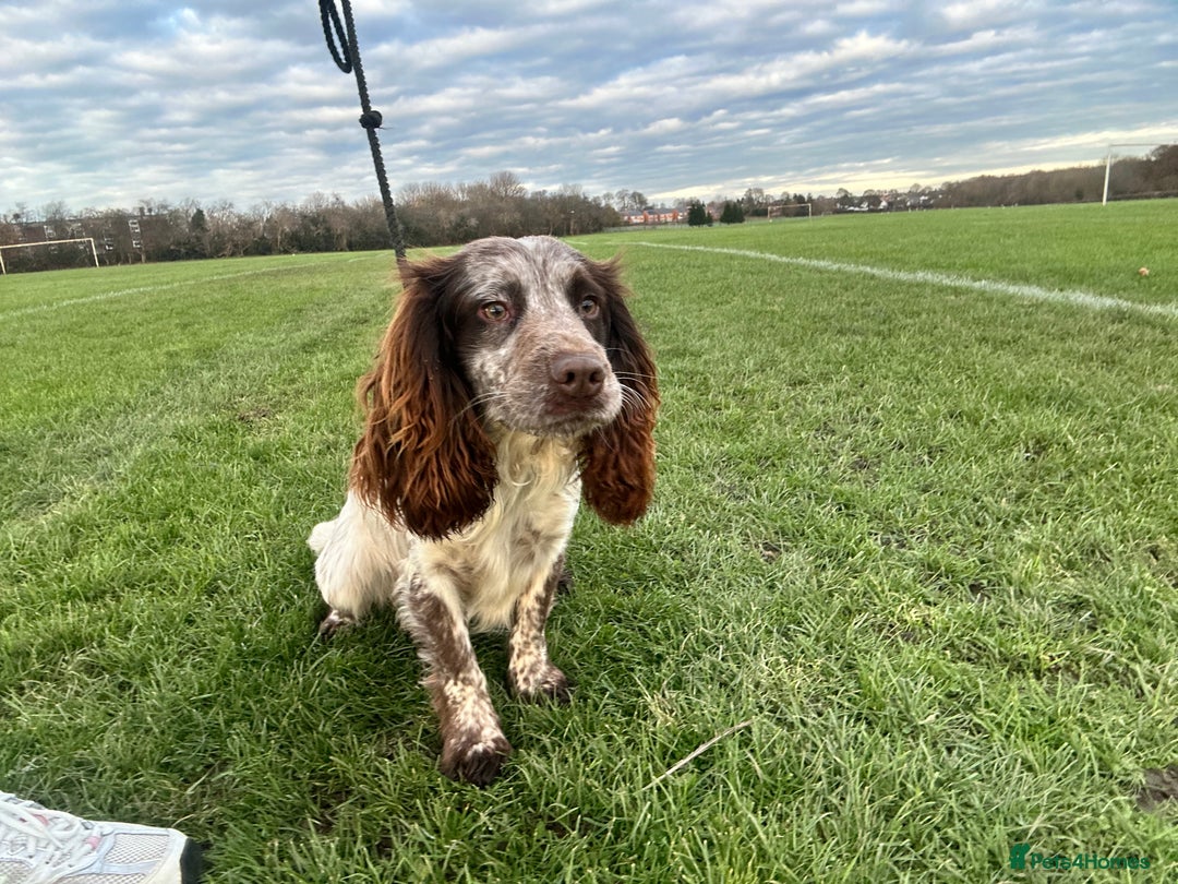 Cocker Spaniel dogs for sale: 1 kc cocker spaniel Bracken available  - Advert 2