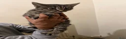 Mixed Breed cats for sale: Kittens for loving home in London - Advert 10