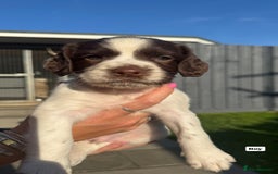 English Springer Spaniel dogs for sale: ✨ Working English Springer Spaniel Puppies ✨ - Image 15