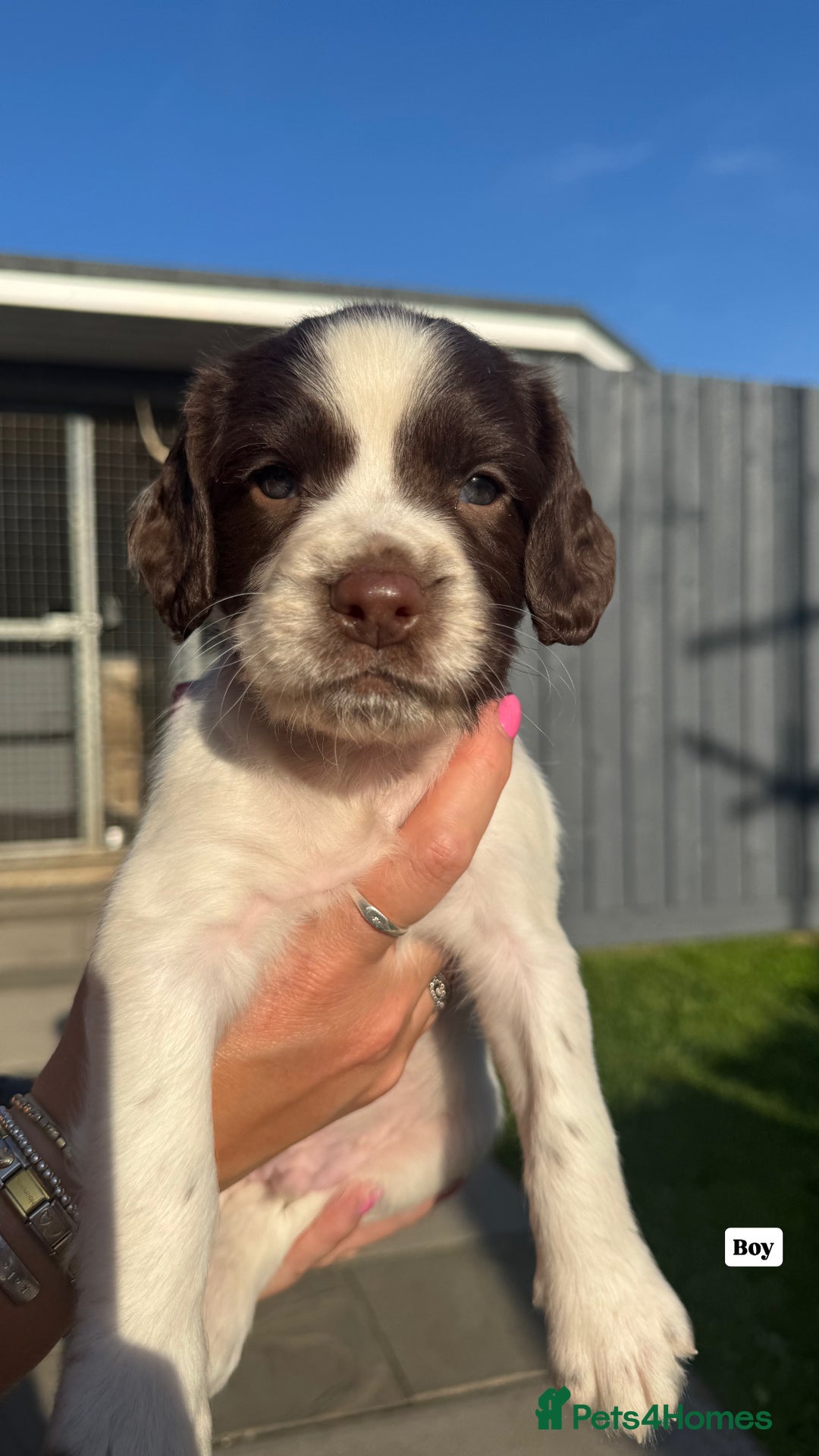 English Springer Spaniel dogs for sale: ✨ Working English Springer Spaniel Puppies ✨ - Image 15