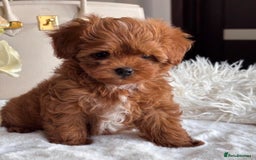 Maltipoo dogs for sale: Adorable Maltipoo Puppies for Sale! 🐾❤️ - Image 5