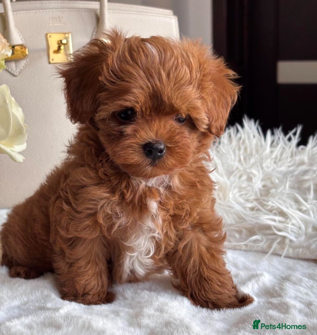 Maltipoo dogs for sale: Adorable Maltipoo Puppies for Sale! 🐾❤️ - Image 5