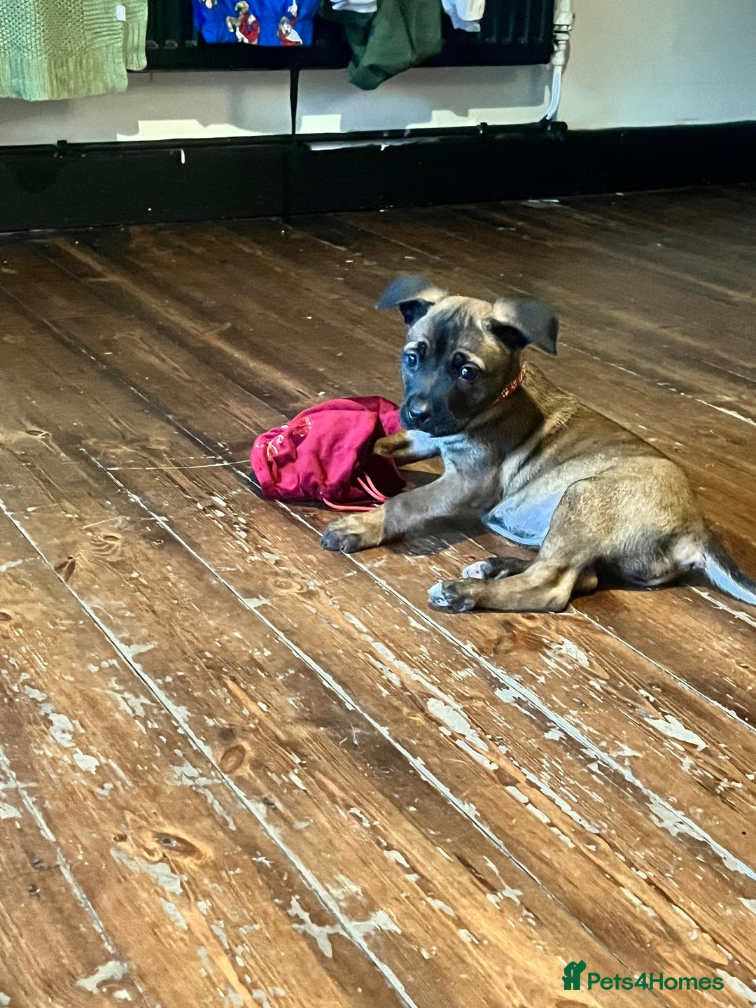 Mixed Breed dogs for sale: Belgium Shepherd mix breed - Advert 9