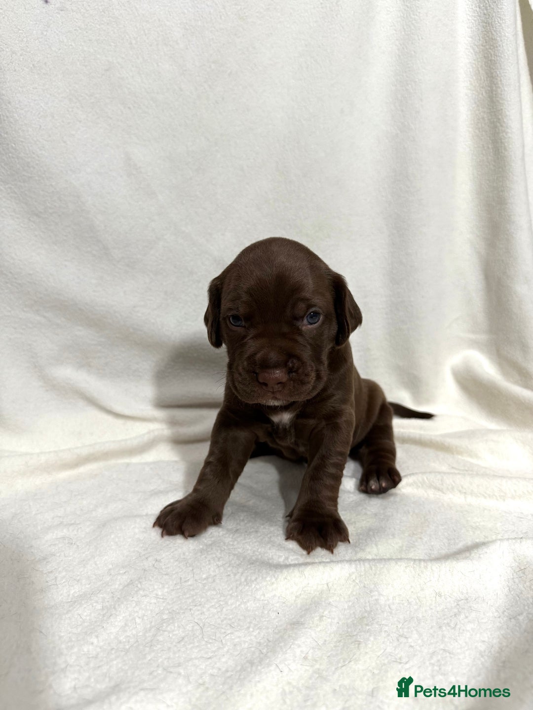 Mixed Breed dogs for sale: Cockerbull’s - Advert 2