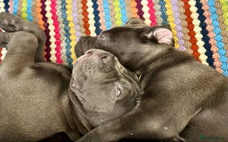 Cane Corso dogs for sale:  Pure breed Cane Corso  Puppies Looking for Homes  - Advert 22