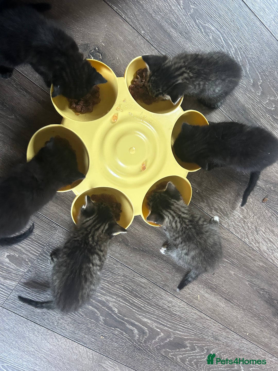 Ragdoll cats for sale: Ragdoll x Bengal  - Image 13