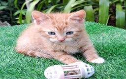 Mixed Breed cats for sale: Gorgeous Ginger Maine Coon x Kittens - Image 10