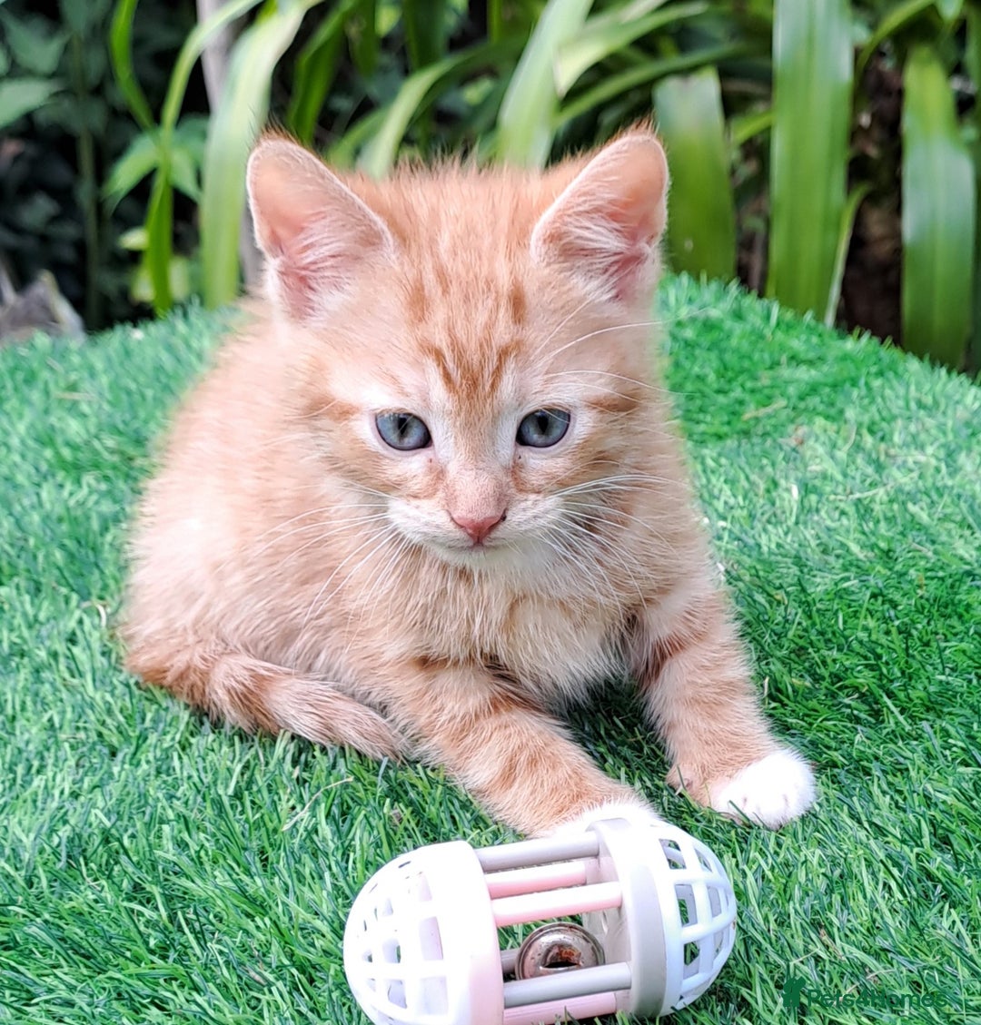 Mixed Breed cats for sale: Gorgeous Ginger Maine Coon x Kittens - Image 10