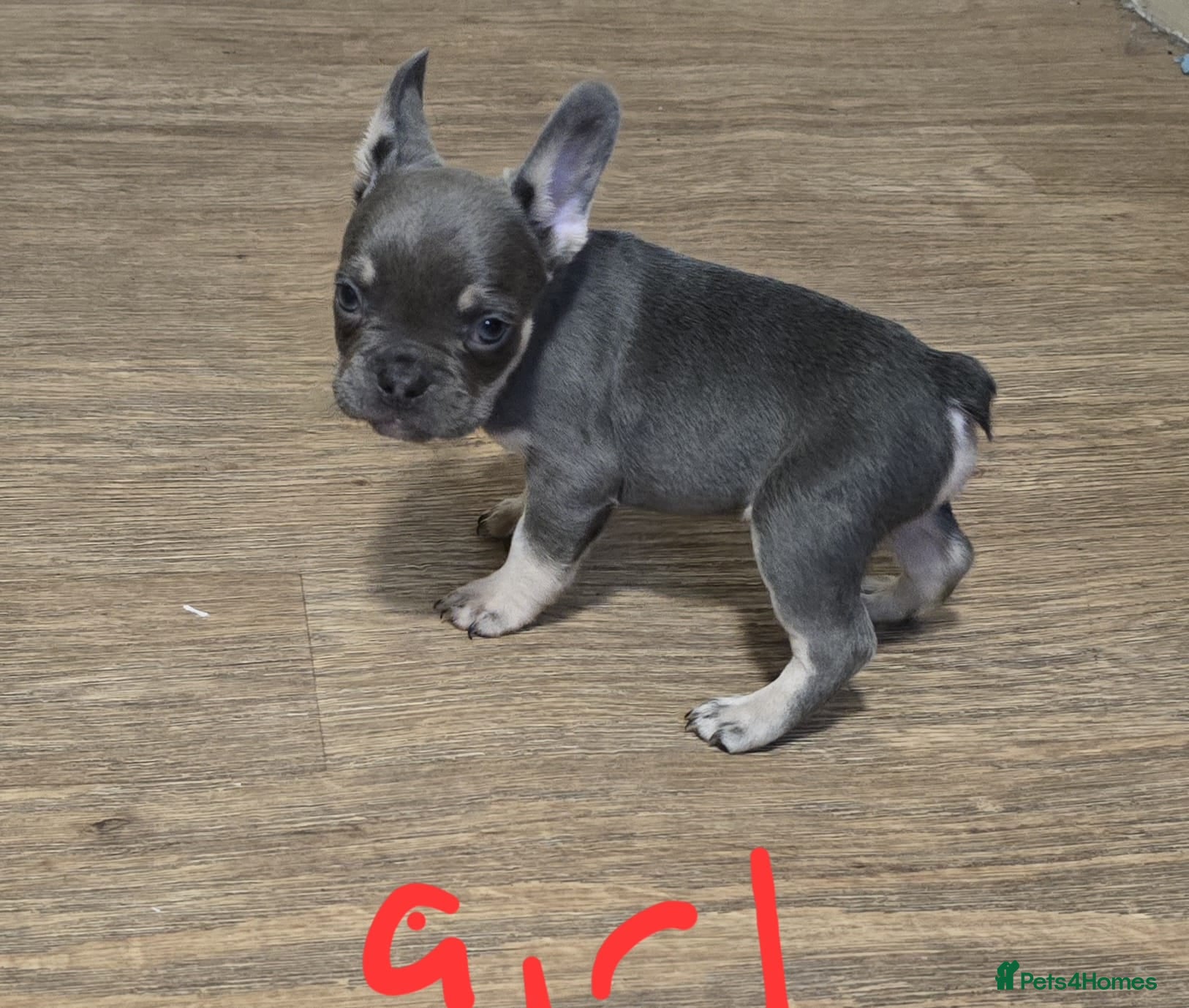 French Bulldog dogs 2 girls French bull dogs  - Advert 1