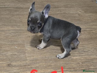 French Bulldog dogs 2 girls French bull dogs - Advert 18