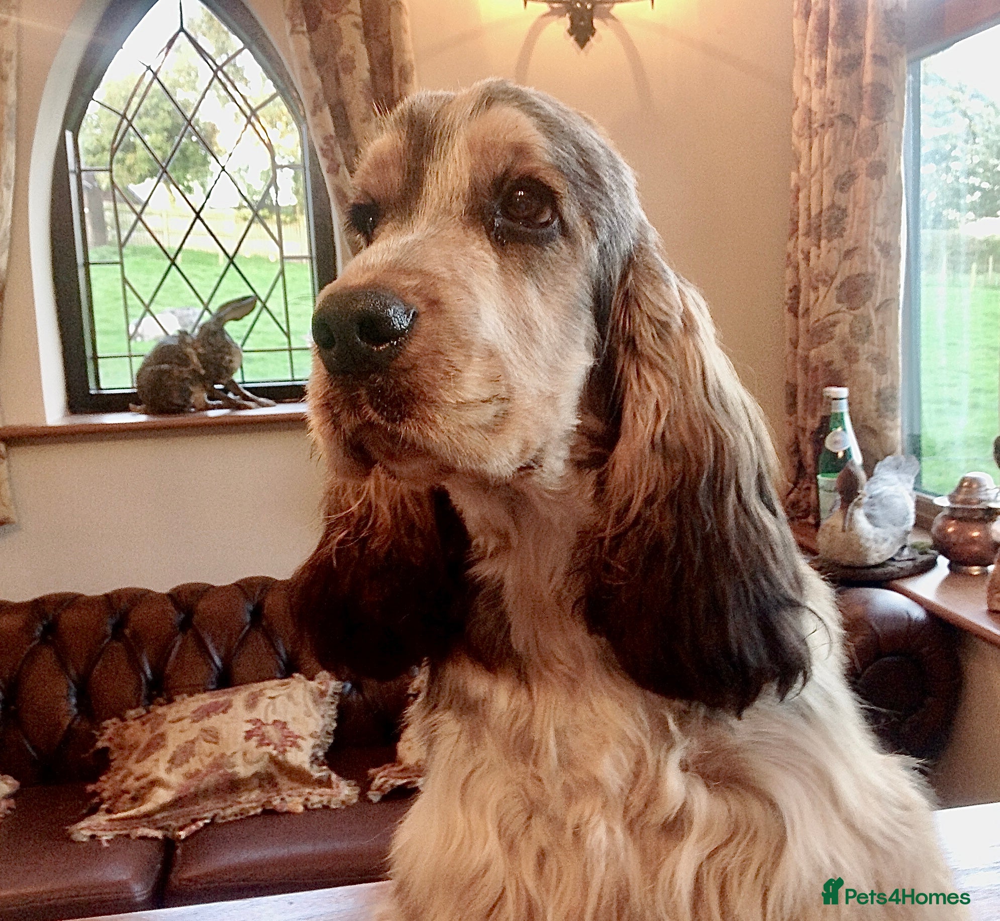 Cocker Spaniel dogs Stunning, Sable Show Cocker Stud, Health Tested. in Market Drayton - Advert 6