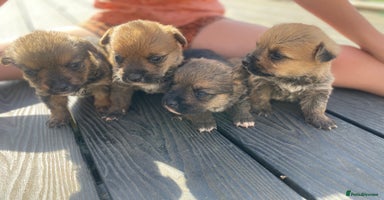 Mixed Breed dogs - Advert 3