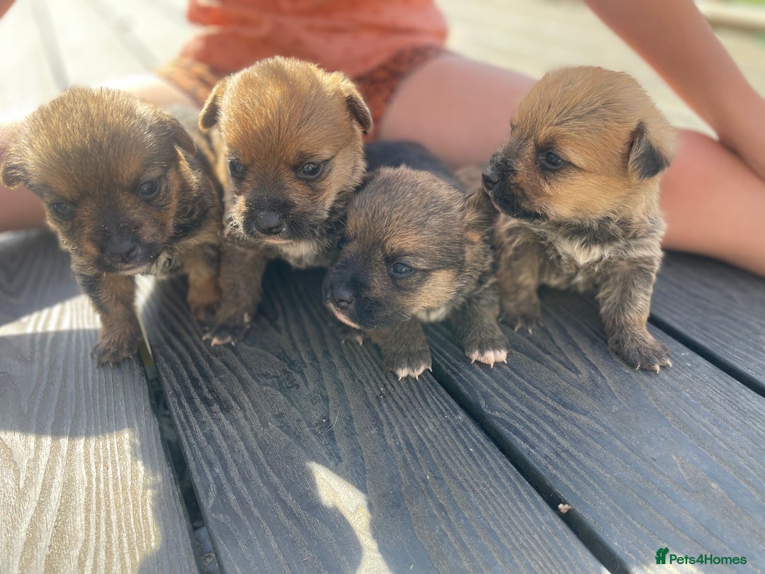 Mixed Breed dogs for sale: Corrier (Corgi X Border Terrier)  - Image 3