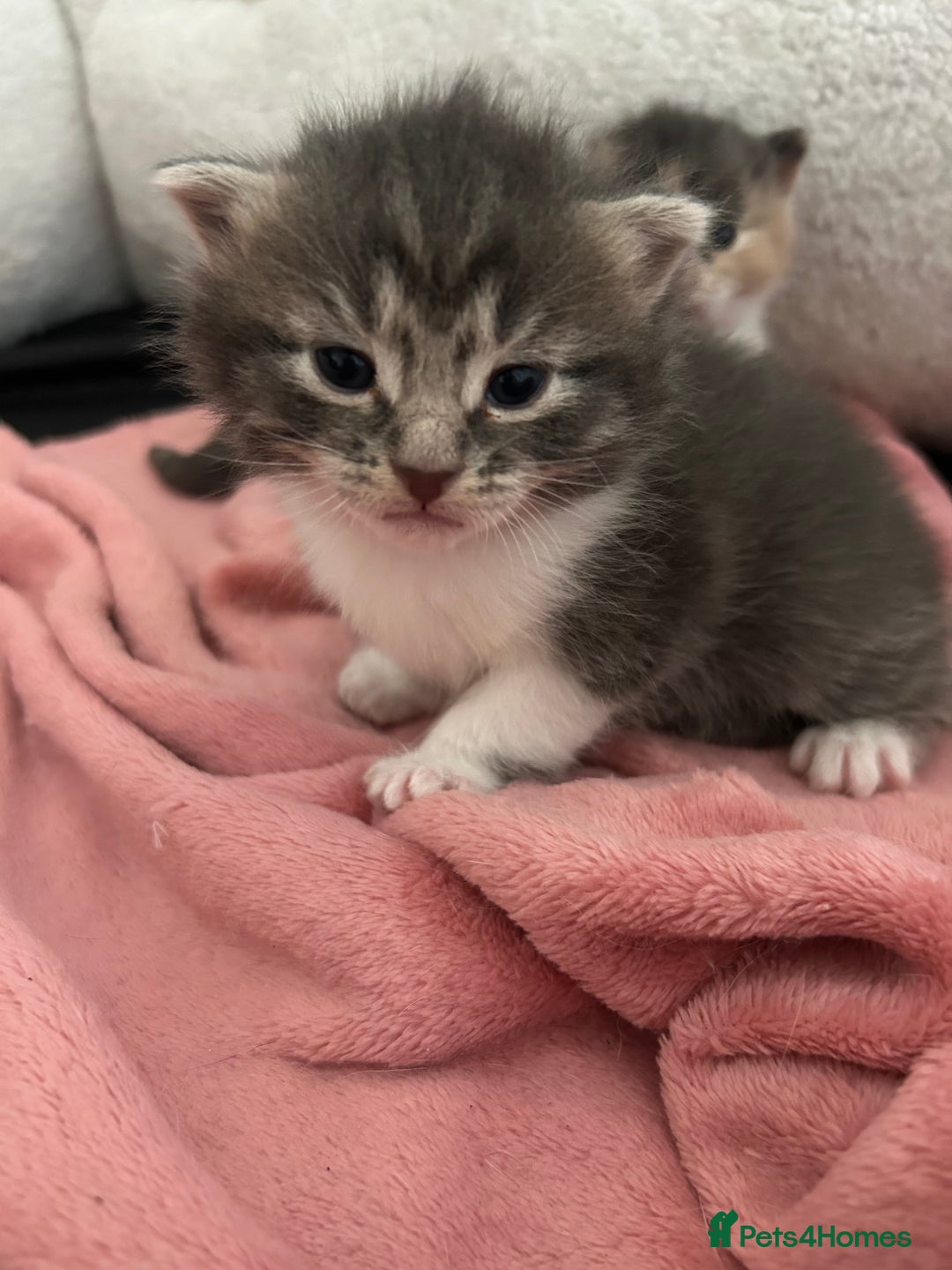 Domestic Shorthair cats for sale: Fluffy kittens for sale - Image 3