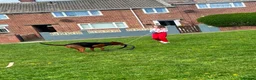 Chinese Red Dog dogs for sale: CHINESE RED DOG ** - Advert 3