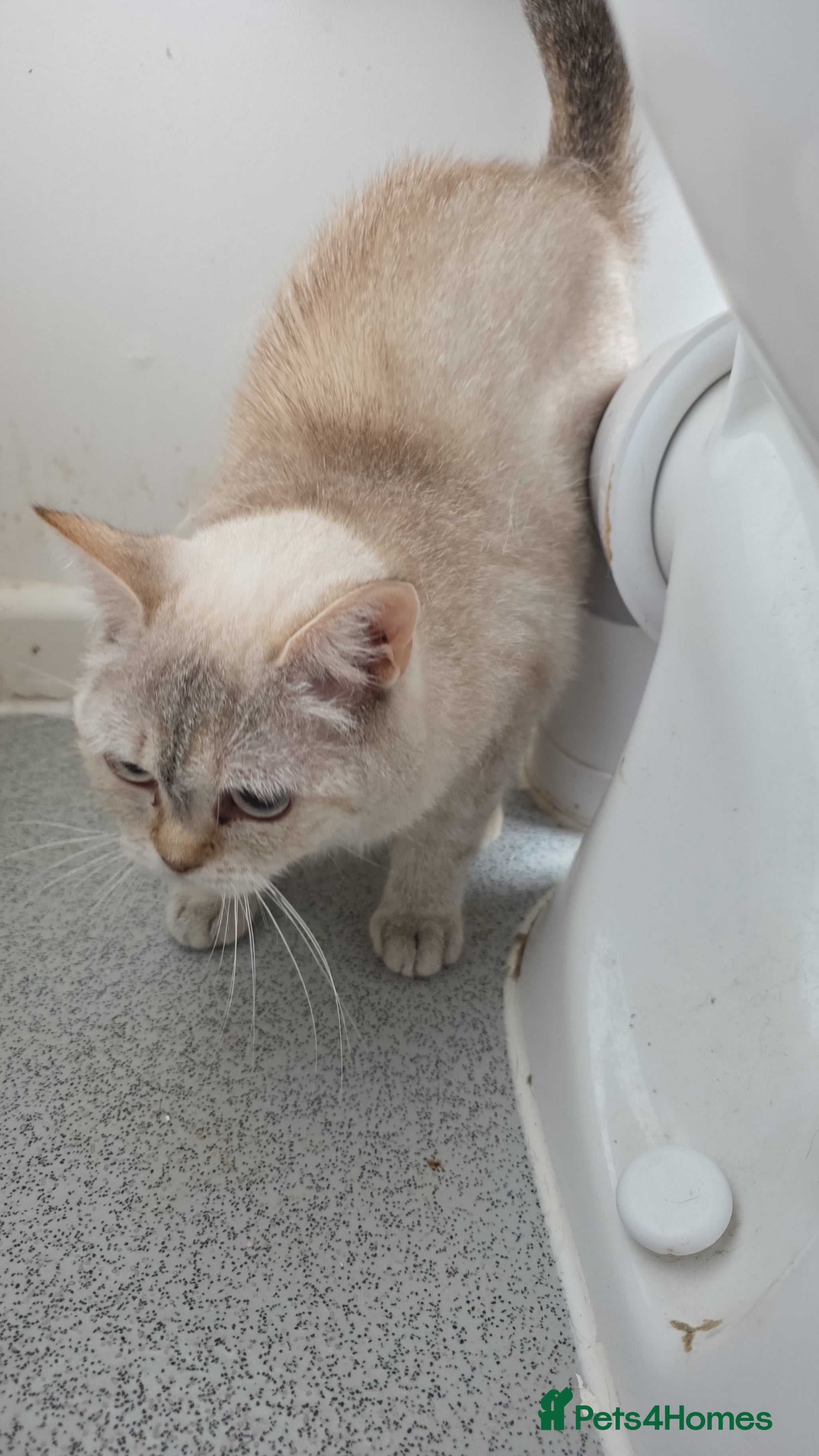 British Shorthair cats British Shorthair kittens available  - Advert 2