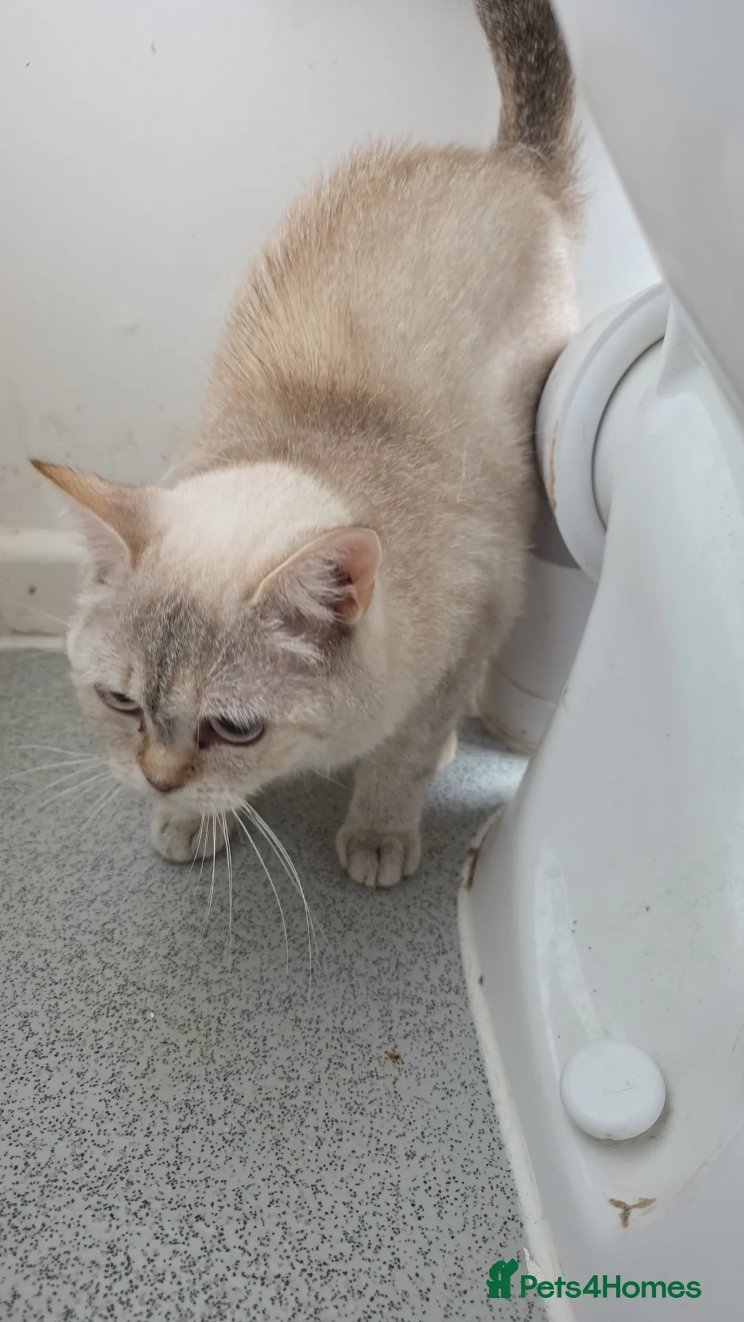 British Shorthair cats for sale: British Shorthair kittens available  - Advert 2