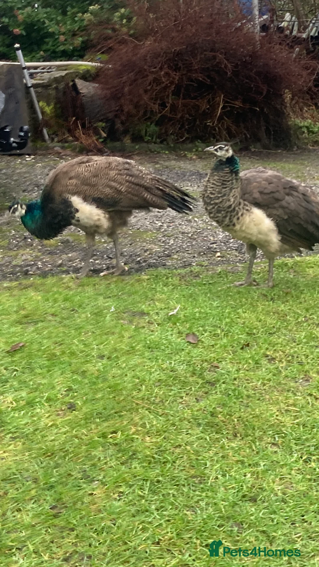 Peafowl poultry for sale: 11 month old Peafowl - 4 male 1 female  in Matlock - Advert 5