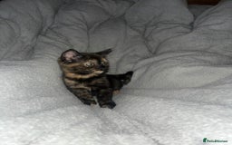Mixed Breed cats for sale: 3 kittens - Image 6