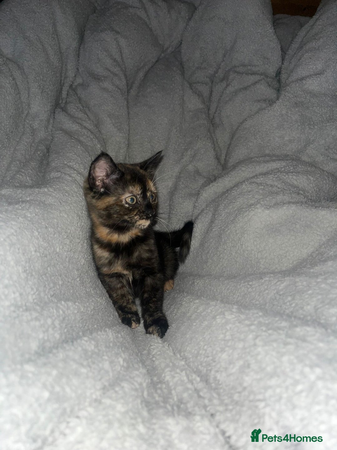 Mixed Breed cats for sale: 3 kittens - Image 6
