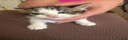 Mixed Breed cats for sale: Kittens  in Staines - Advert 5