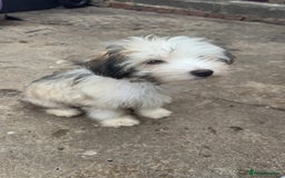 Chinese Crested dogs for sale: Cute Chinese Crested Powder Puffs..  - Image 7