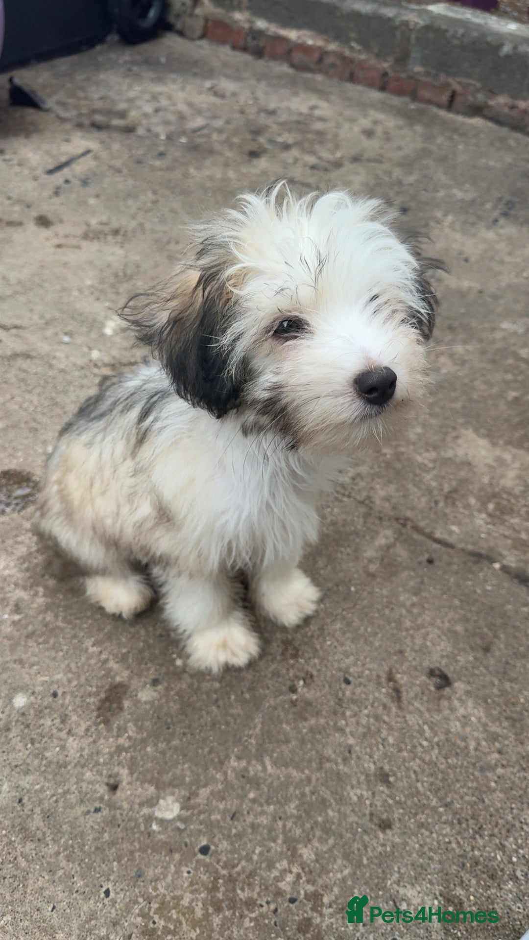 Chinese Crested dogs for sale: Cute Chinese Crested Powder Puffs..  - Image 7