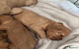 Cocker Spaniel dogs for sale: 3 beautiful cocker spaniel puppies  - Image 9