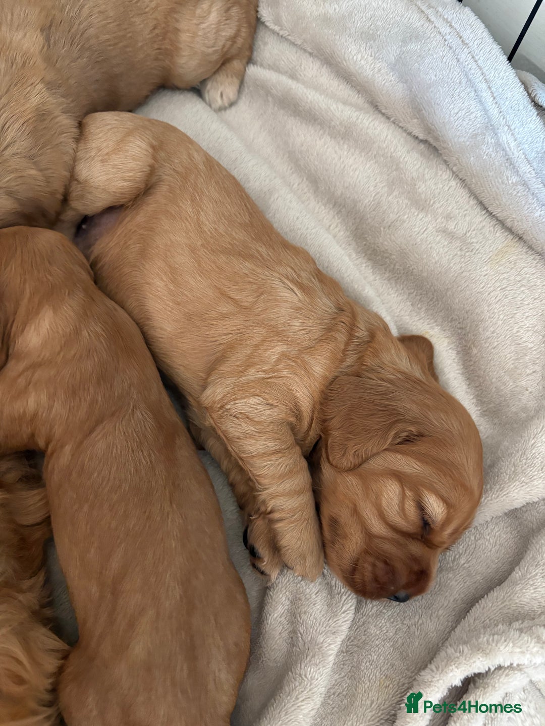 Cocker Spaniel dogs for sale: 3 beautiful cocker spaniel puppies  - Image 9
