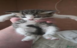 Mixed Breed cats for sale: 4 beautiful kittens ready for 3rd of October - Image 1