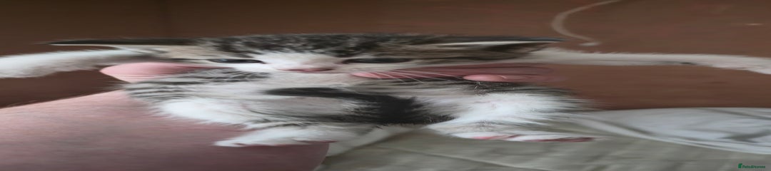 Mixed Breed Kitten 2