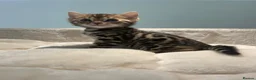 Bengal cats for sale: Stunning Bengal Boy  - Advert 4