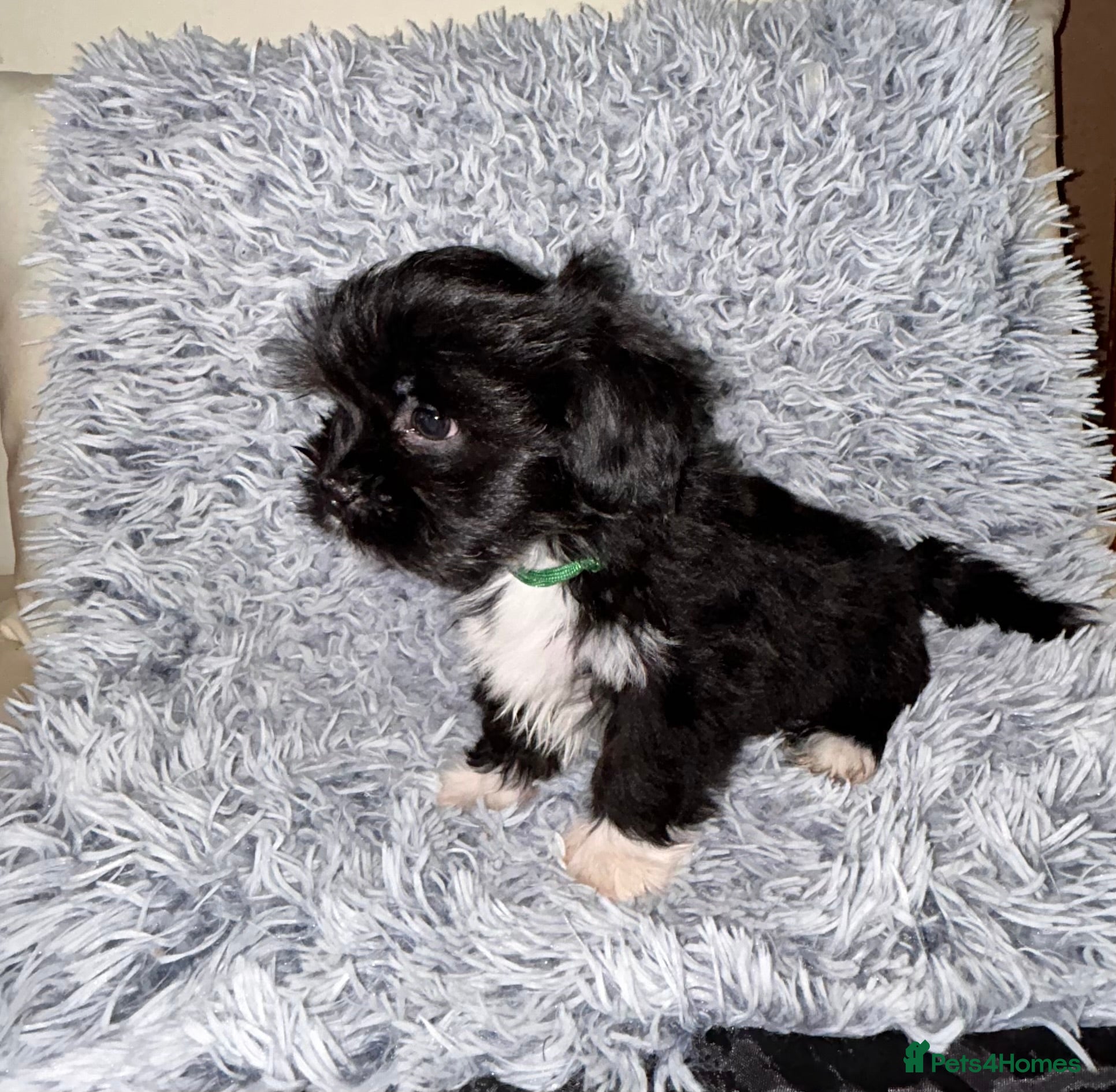 Lhasa Apso dogs KC Lhasa PUP (READY TO GO)PRA4 CLEAR - Advert 3