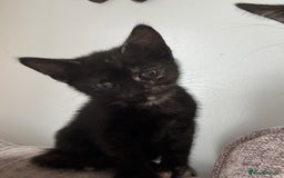 Mixed Breed cats for sale: Beautiful mix of Tortie and Calico  - Image 6