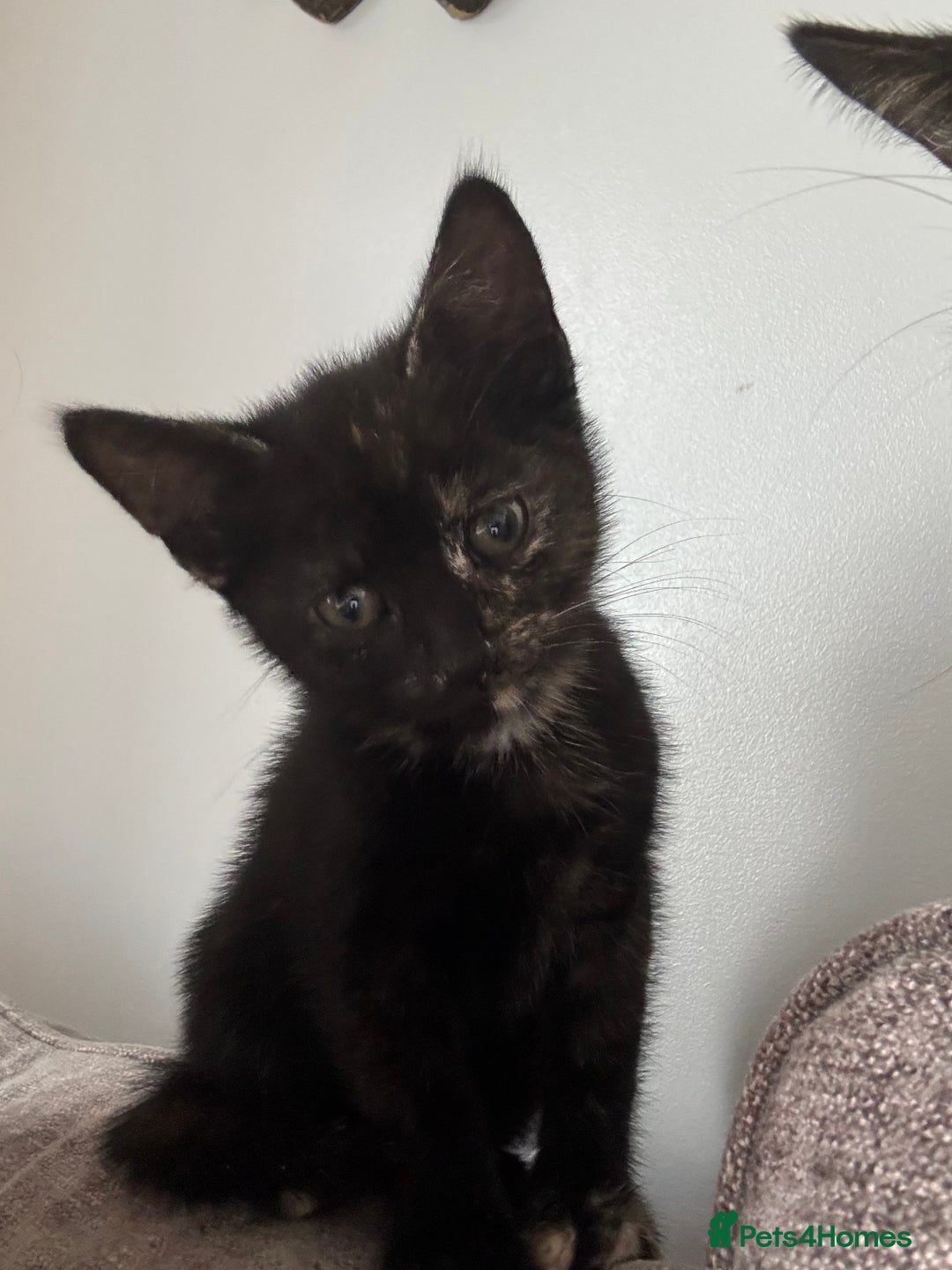 Mixed Breed cats for sale: Beautiful mix of Tortie and Calico  - Image 6