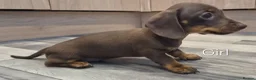 Dachshund dogs for sale: 5 Beautiful Dachshund Pups in Doncaster - Advert 6